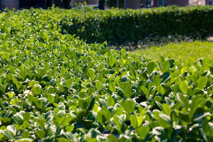 Lush green bushes and manicured hedges in sunlight